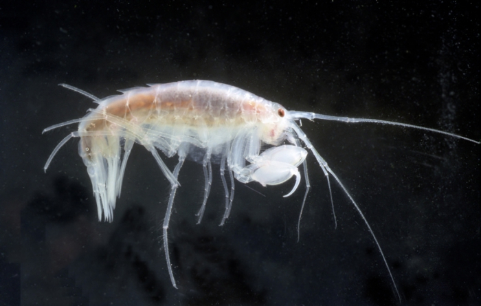 Eusirus microps Eusirus microps
