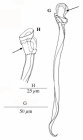 Limipolycystis wallbergi