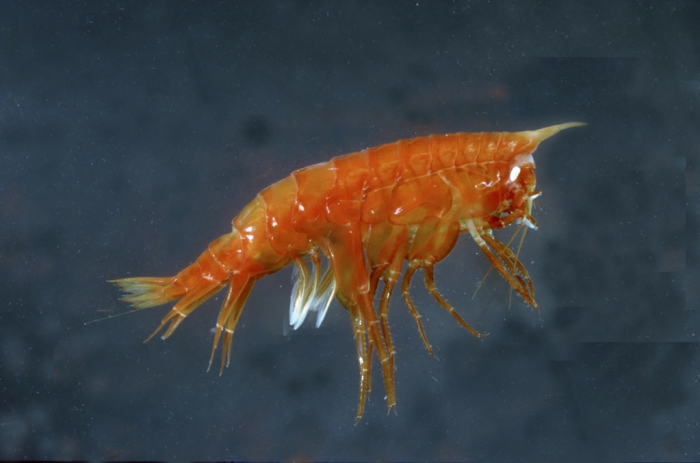 Cyphocaris richardi Cyphocaris richardi