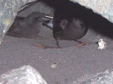 Pair of Wilson's Storm Petrel at nest, author: JosLuis Orgeira