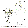 GIF file