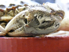 Schaaldieren