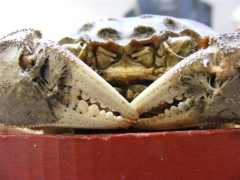 Schaaldieren