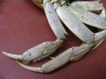 Decapoda