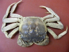 Chinese wolhandkrab