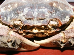 Chinese wolhandkrab