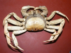 Chinese wolhandkrab