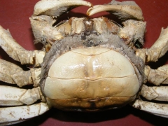 Schaaldieren