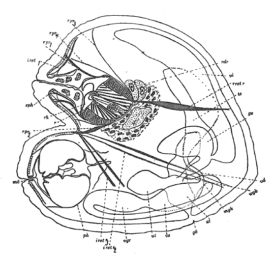 O. lonchiferus