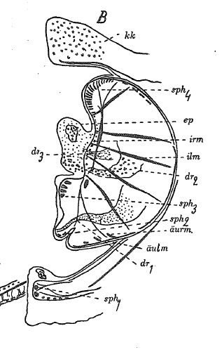 O. lonchiferus