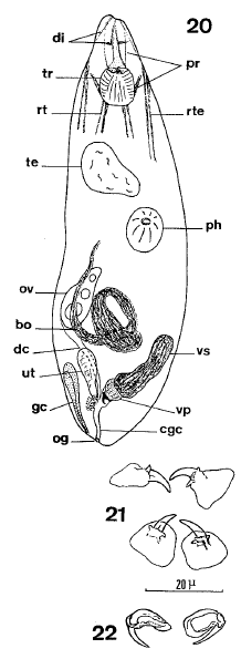 O. aculeatus