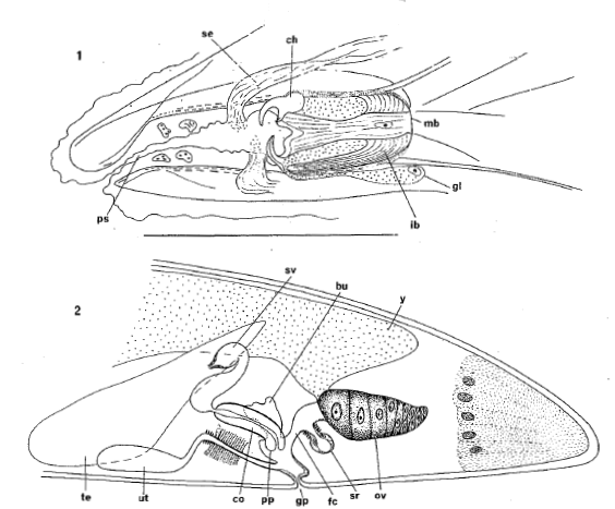 P. subterraneus