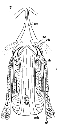 P. subterraneus