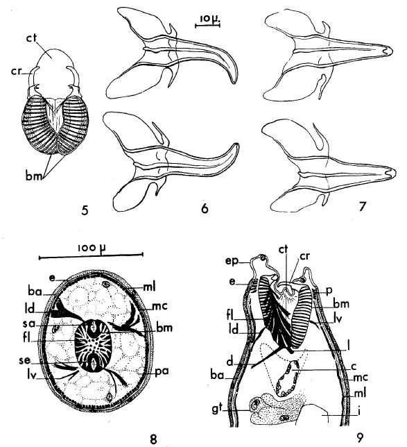 A. ischnurus