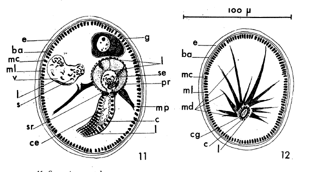 A. ischnurus