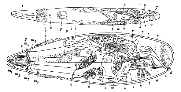 C. clitellatus