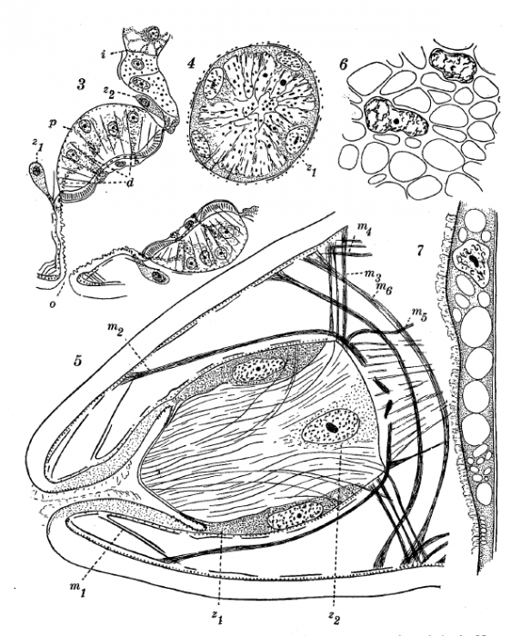 C. clitellatus