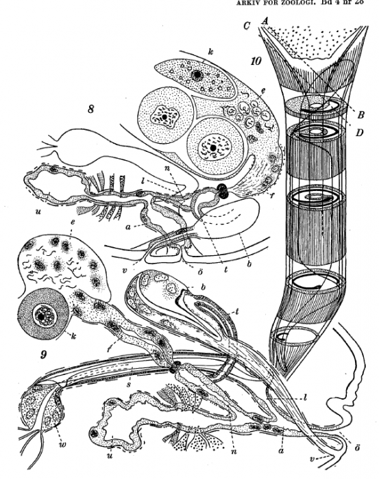 C. clitellatus