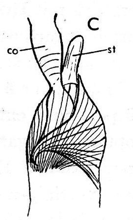 Castrella alba