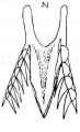 Platyhelminthes (flatworms)