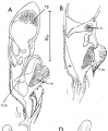 Gieysztoria euchroa