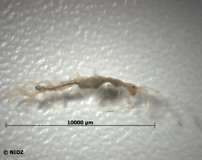 Caprella linearis (Linnaeus, 1767) Caprella linearis (Linnaeus, 1767)