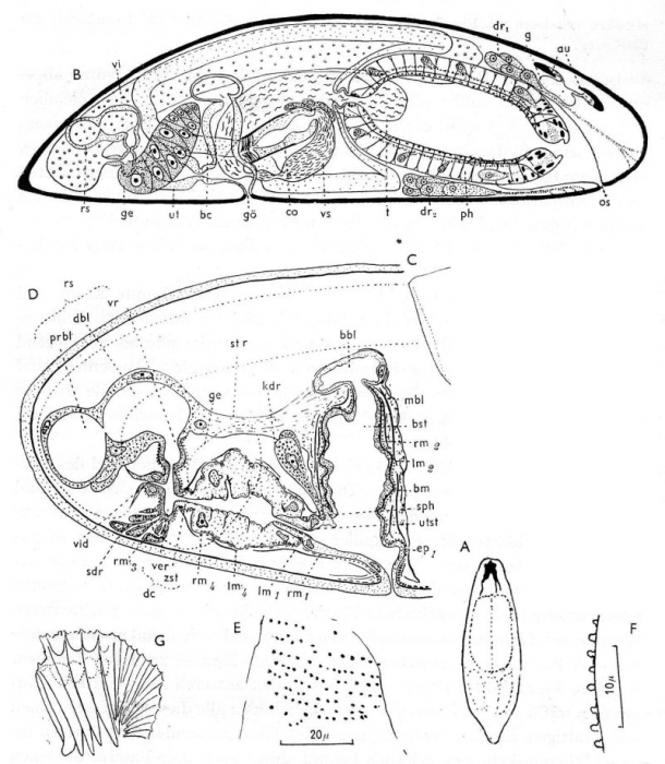 Halammovortex nigrifrons