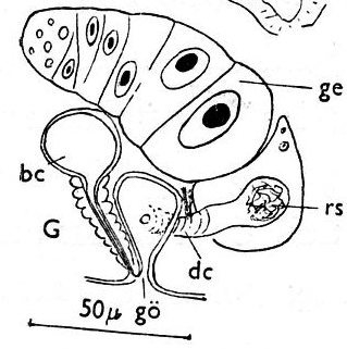 Jensenia angulata