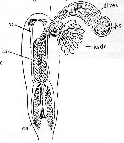 Jensenia angulata