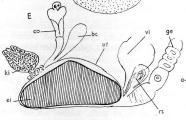Sergia sergia