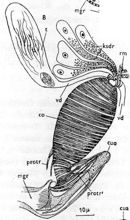 Castrella truncata