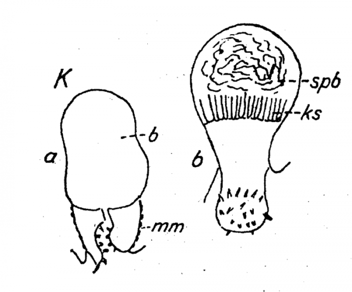 P. clavigera