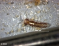 Crustacea (crustaceans)