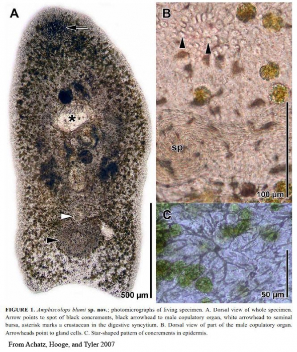 Heterochaerus blumi