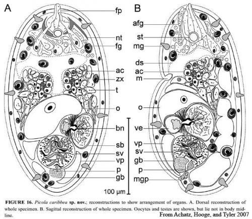 Deuterogonaria caribbea