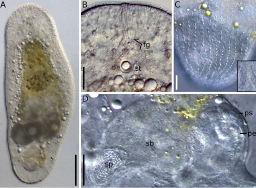 Aphanostoma pisae Aphanostoma pisae