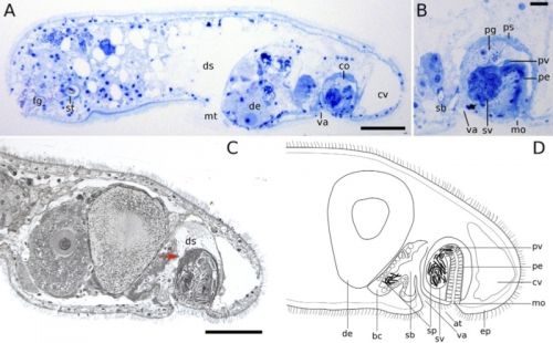 Aphanostoma pisae Aphanostoma pisae