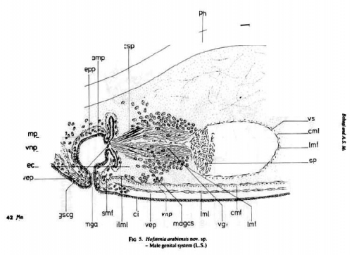 Hofstenia arabiensis Hofstenia arabiensis