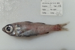 Epigonus pandionis - bigeye, author: Nozes, Claude