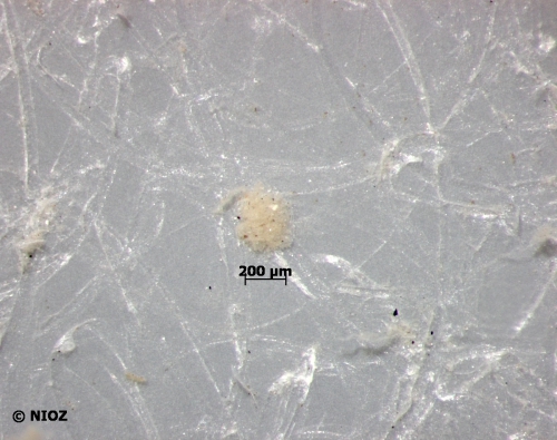 cf. Porifera Grant, 1836 cf. Porifera Grant, 1836