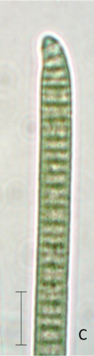 Phormidium uncinatum