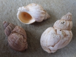 Molluscs