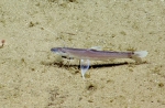 Bathypterois bigelowi, 642-882 m Conrad Seamount, Caribbean.

Photograph courtesy of Ocean Exploration Trust. Identification from photograph by A. Quattrini et al. For more information see: Quattrini AM, Demopoulos AWJ, Singer R, Roa-Veron A, Chaytor JD (2017). Demersal fish assemblages on seamounts and other rugged features in the northeastern Caribbean. Deep Sea Research Part I: Oceanographic Research Papers 123: 90-104.