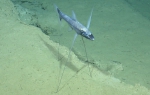 Bathypterois grallator, 1996-2022 m Mona Slide, Caribbean.

Photograph courtesy of Ocean Exploration Trust. Identification from photograph by A. Quattrini et al. For more information see: Quattrini AM, Demopoulos AWJ, Singer R, Roa-Veron A, Chaytor JD (2017). Demersal fish assemblages on seamounts and other rugged features in the northeastern Caribbean. Deep Sea Research Part I: Oceanographic Research Papers 123: 90-104.