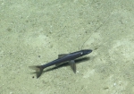 Bathypterois phenax, 1214-1390 m Noroit Seamount, Caribbean.

Photograph courtesy of Ocean Exploration Trust. Identification from photograph by A. Quattrini et al. For more information see: Quattrini AM, Demopoulos AWJ, Singer R, Roa-Veron A, Chaytor JD (2017). Demersal fish assemblages on seamounts and other rugged features in the northeastern Caribbean. Deep Sea Research Part I: Oceanographic Research Papers 123: 90-104.