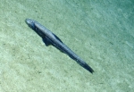 Bathytyphlops sp., 1154 -1727 m Virgin Islands Basin, Caribbean.

Photograph courtesy of Ocean Exploration Trust. Identification from photograph by A. Quattrini et al. For more information see: Quattrini AM, Demopoulos AWJ, Singer R, Roa-Veron A, Chaytor JD (2017). Demersal fish assemblages on seamounts and other rugged features in the northeastern Caribbean. Deep Sea Research Part I: Oceanographic Research Papers 123: 90-104.