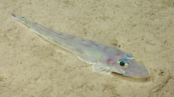 Bembrops sp., 259-675 m Conrad Seamount, Caribbean.

Photograph courtesy of Ocean Exploration Trust. Identification from photograph by A. Quattrini et al. For more information see: Quattrini AM, Demopoulos AWJ, Singer R, Roa-Veron A, Chaytor JD (2017). Demersal fish assemblages on seamounts and other rugged features in the northeastern Caribbean. Deep Sea Research Part I: Oceanographic Research Papers 123: 90-104.