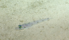 Bembrops sp., 259-675 m Noroit Seamount, Caribbean.

Photograph courtesy of Ocean Exploration Trust. Identification from photograph by A. Quattrini et al. For more information see: Quattrini AM, Demopoulos AWJ, Singer R, Roa-Veron A, Chaytor JD (2017). Demersal fish assemblages on seamounts and other rugged features in the northeastern Caribbean. Deep Sea Research Part I: Oceanographic Research Papers 123: 90-104.