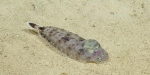 Chascanopsetta danae, 504-585 m Conrad Seamount, Caribbean.

Photograph courtesy of Ocean Exploration Trust. Identification from photograph by A. Quattrini et al. For more information see: Quattrini AM, Demopoulos AWJ, Singer R, Roa-Veron A, Chaytor JD (2017). Demersal fish assemblages on seamounts and other rugged features in the northeastern Caribbean. Deep Sea Research Part I: Oceanographic Research Papers 123: 90-104.