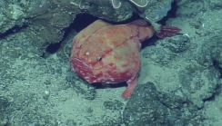 Chaunax pictus, 454-620 m Conrad Seamount, Caribbean.

Photograph courtesy of Ocean Exploration Trust. Identification from photograph by A. Quattrini et al. For more information see: Quattrini AM, Demopoulos AWJ, Singer R, Roa-Veron A, Chaytor JD (2017). Demersal fish assemblages on seamounts and other rugged features in the northeastern Caribbean. Deep Sea Research Part I: Oceanographic Research Papers 123: 90-104.